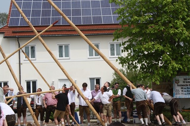 Maibaum 2013